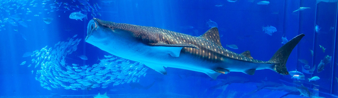 観光情報＆アクティビティトップ｜グランドメルキュール沖縄残波岬リゾート