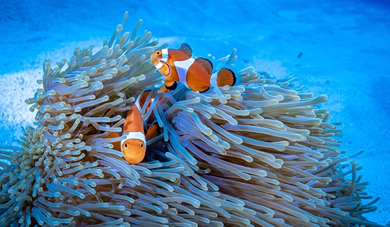 クマノミ探索シュノーケル